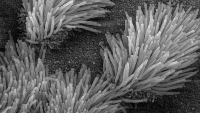 Cilia