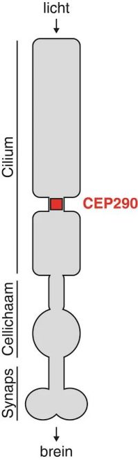 cilium