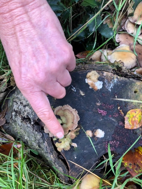 Wandelaars voelen paddenstoelen tijdens wandeling in Huys te Warmond