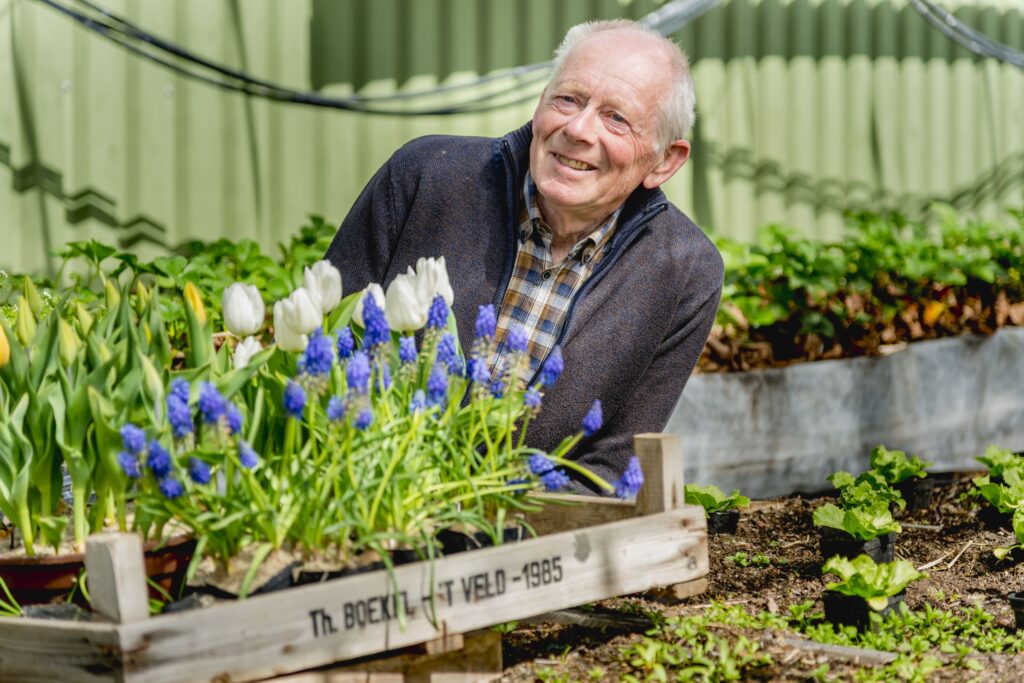 Man draagt krat met bloeiende tulpen en blauwe druifjes