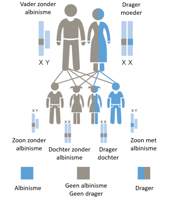 Afbeelding waarop je ziet dat de vader drager is, en daardoor één op de vier kinderen kans krijgt om de x-gebonden variant van albinisme te krijgen.