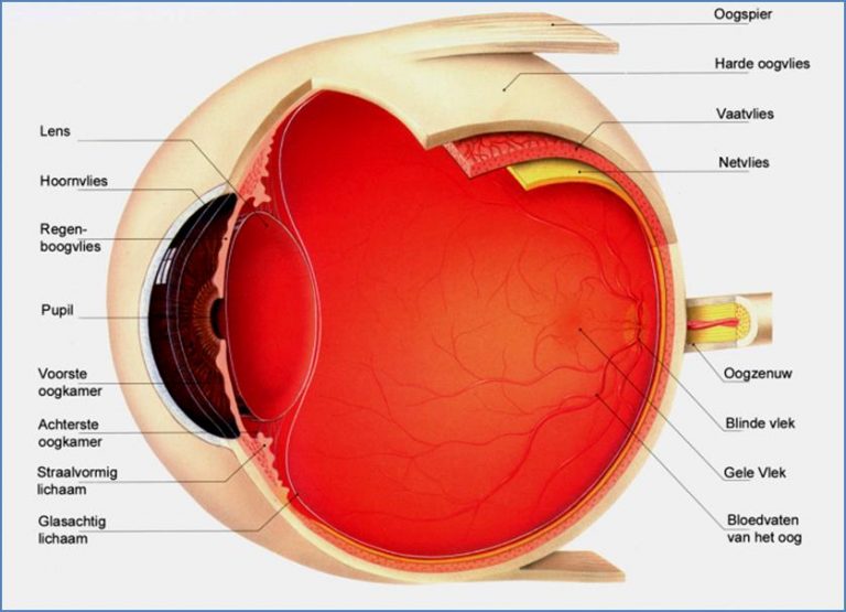 Dwarsdoorsnede van het oog