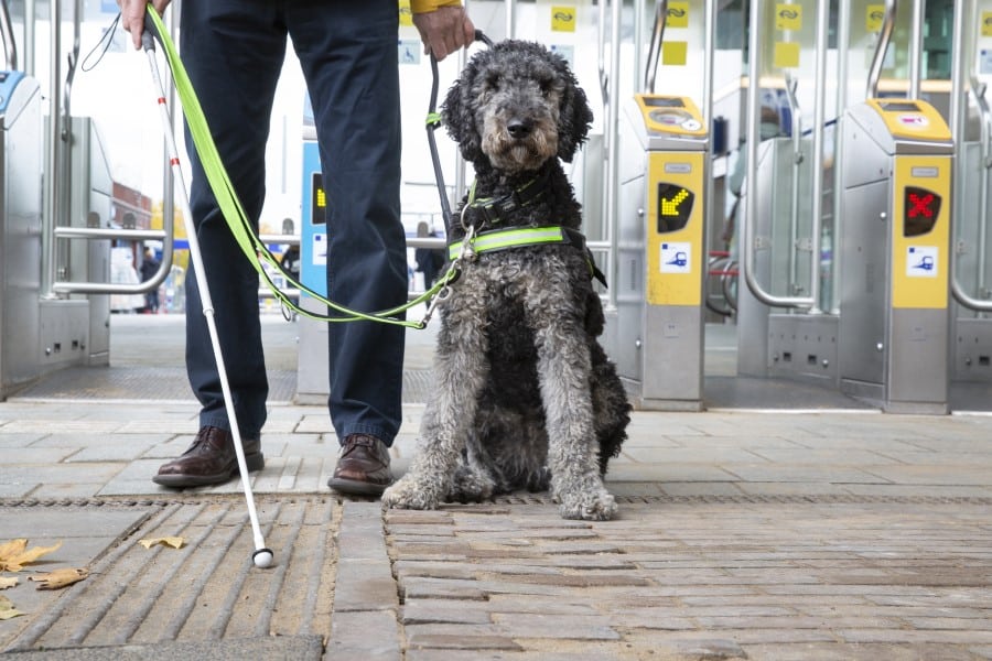 Geleidehond ziet naast baasje voor de poortjes op het station