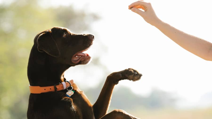 Hond die op achterpoten reikt naar een koekje in een hand