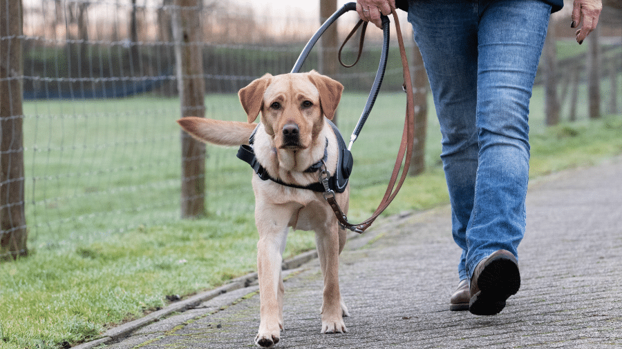 geleidehond langs de benen van zijn eigenaar op wandelpad