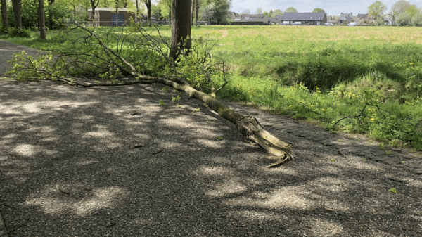 een afgebroken tak door windschade ligt op een pad