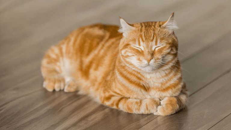 Blikopener: Als het aan de kat lag... - Oogvereniging