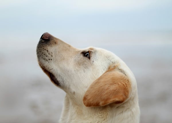 Een labrador op het strand