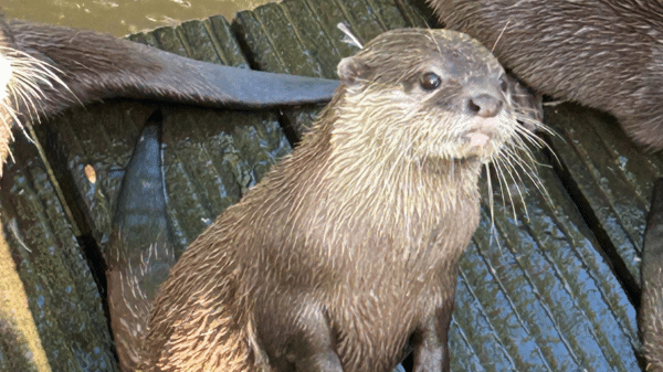 een otterstaat op zijn achterpootjes op een houten vlonder en kijkt met grote kraalogen voor zich uit