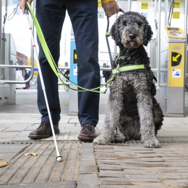 Een close-up van een geleidehond en een persoon met een taststok die op de geleidelijn staat