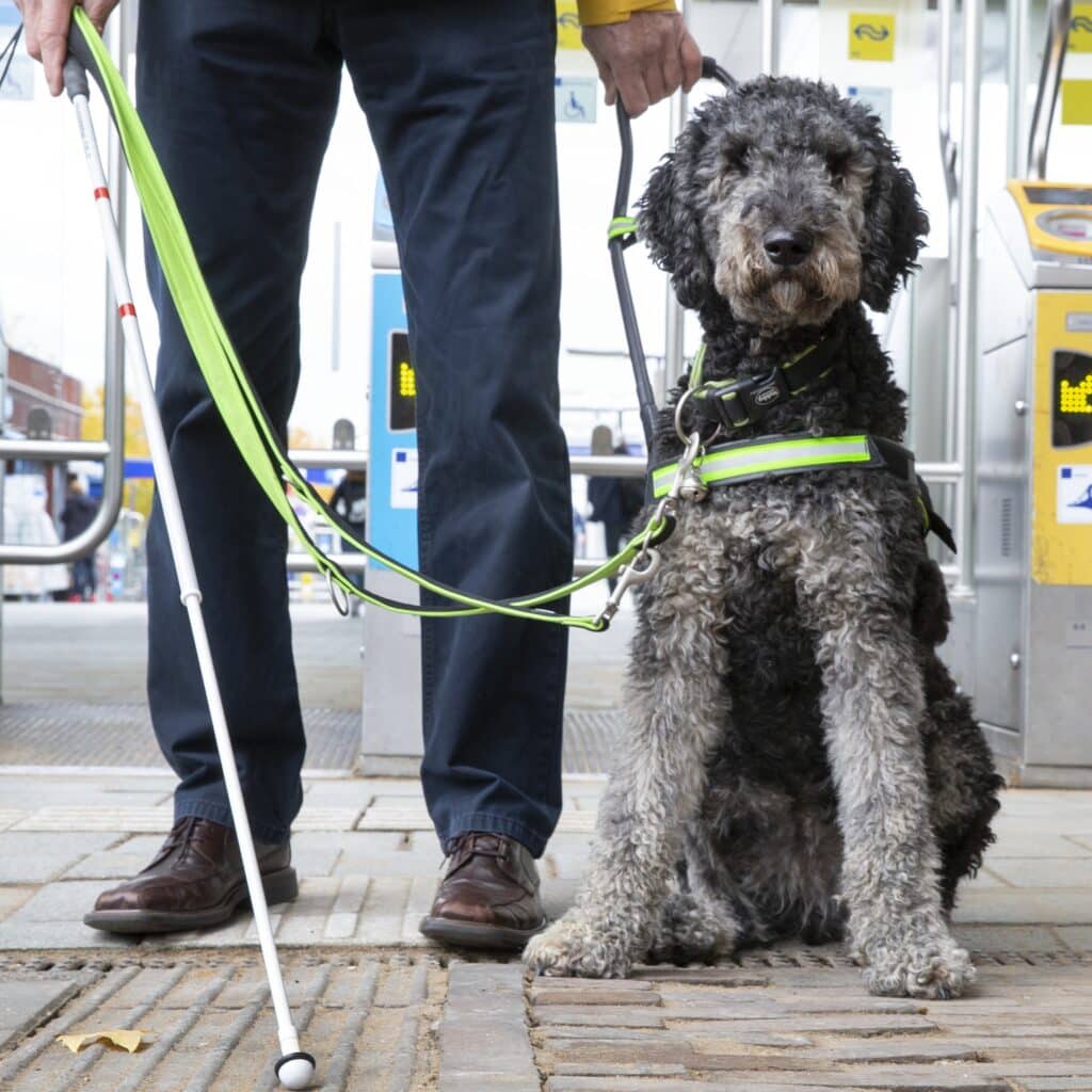 Een close-up van een geleidehond en een persoon met een taststok die op de geleidelijn staat