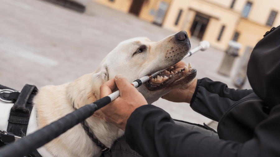 Geleidehond bijt speels in witte stok van baasje